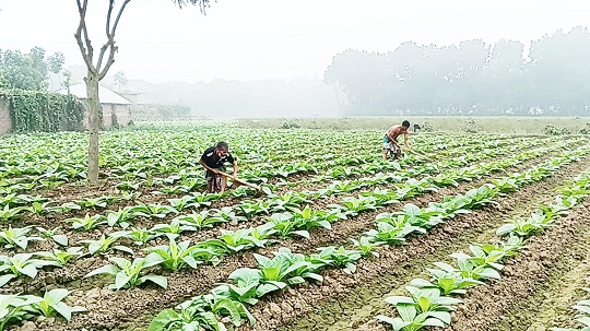 image-here